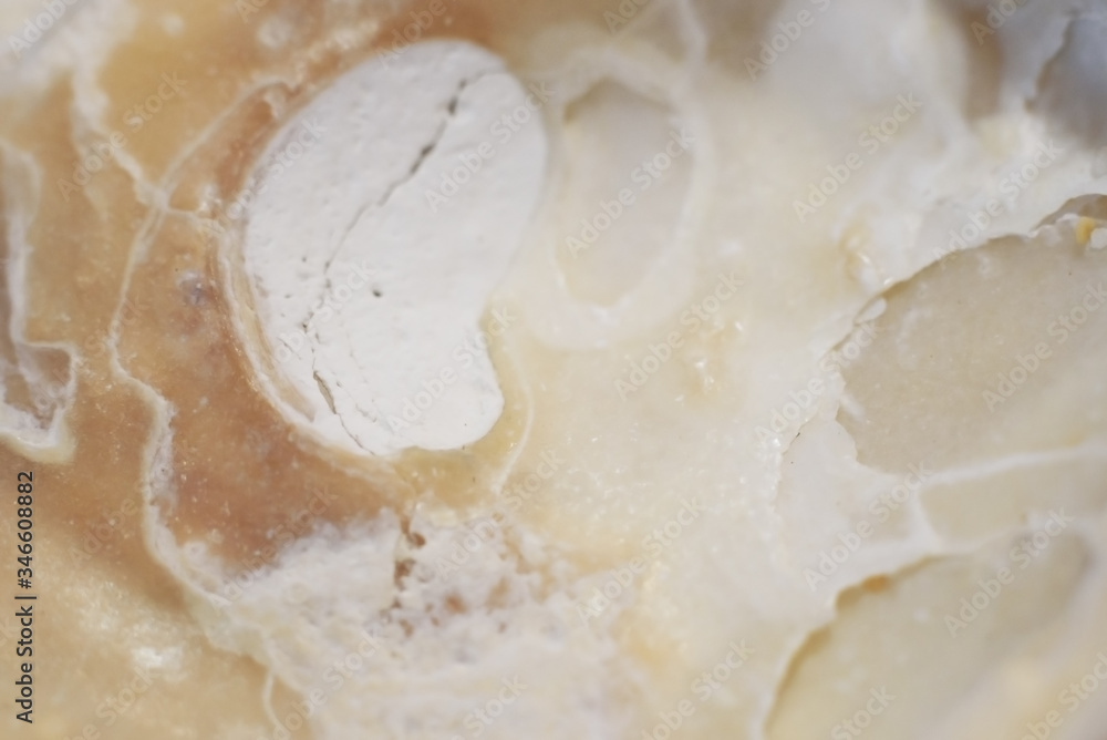 Obraz premium Abstract nature texture pattern of sea shell.