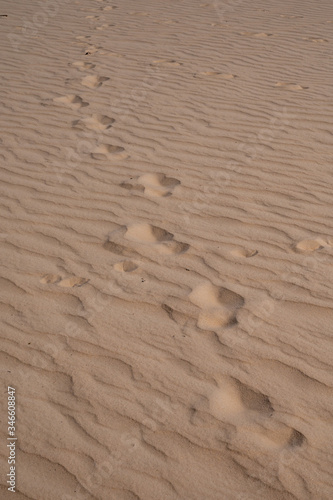 Human footprints on sand in desert