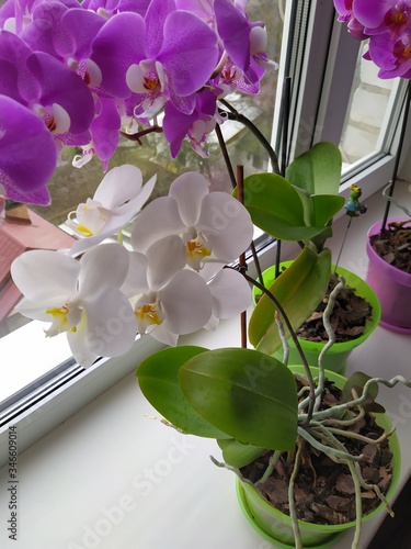 Colorful pink and white Orchid flower blooming on the window in house. Ukraine photo
