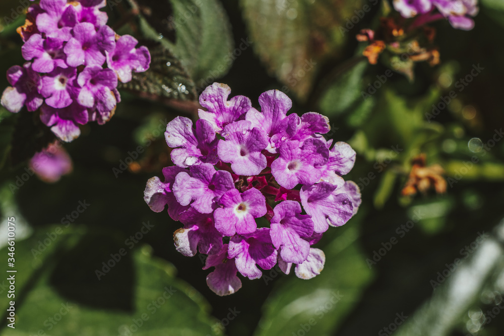 Fuego Dark Violet Verbena purple flowers and excellent heat tolerance genus in the family Verbenaceae semi-woody flowering plants The flowers are small, borne in dense spikes blurred nature background Fuego Dark Violet Verbena purple flowers and excellent heat tolerance genus in the family Verbenaceae semi-woody flowering plants The flowers are small, borne in dense spikes blurred nature background