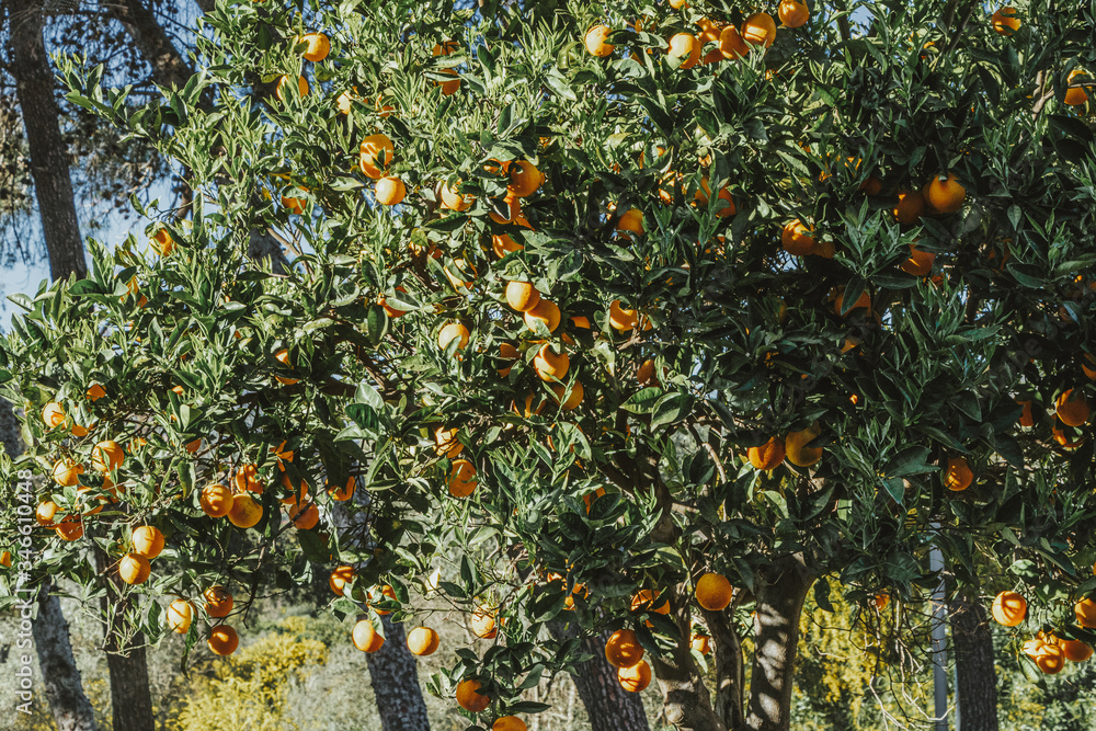 Orange tree with ripe fruits in sunlight. Horizontal shot Orange tree with ripe fruits in sunlight. Horizontal shot
