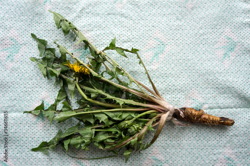 Dandelion plant for medicinal purposes and for salad preparation