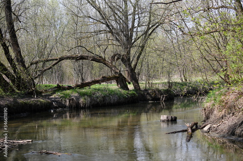 spring river in the forest park on a spring day