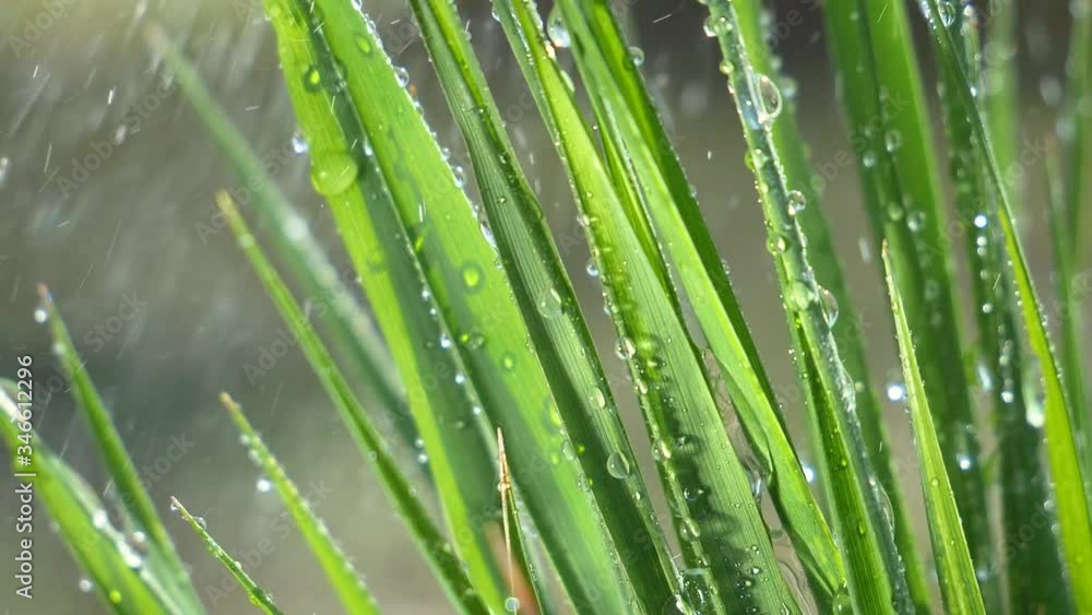 Green grass in nature with raindrops Green grass in nature with raindrops