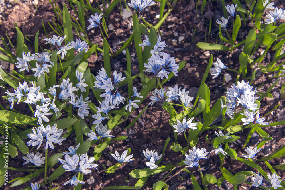 A clump of snowdrops. The first spring flowers. A clump of snowdrops. The first spring flowers.