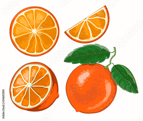 Stock vector illustration. Set of oranges - one orange in a twig with two leaves, half, and two slices on a white background.