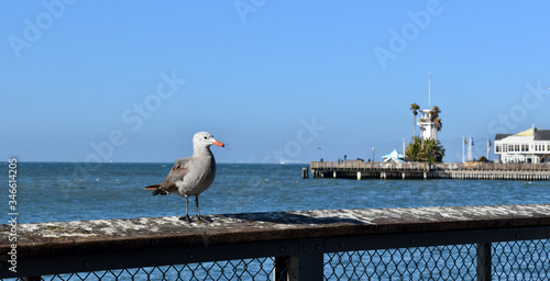 Seagull on Pier Railing at Sea photo