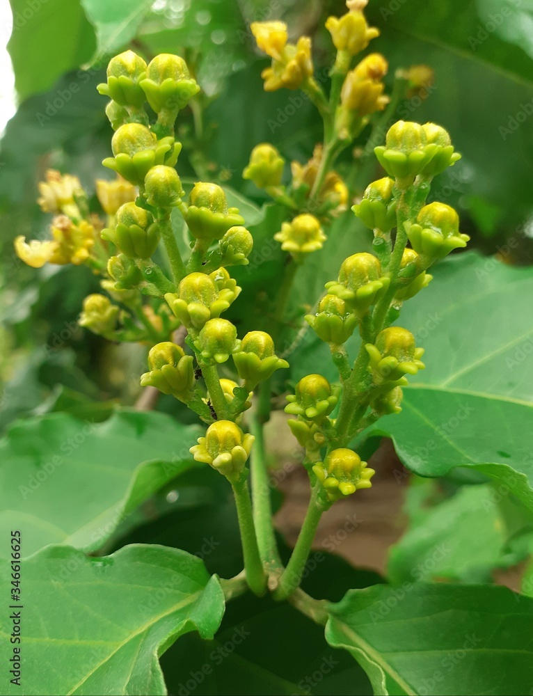 Natural#yellow#flower# Natural#yellow#flower#
