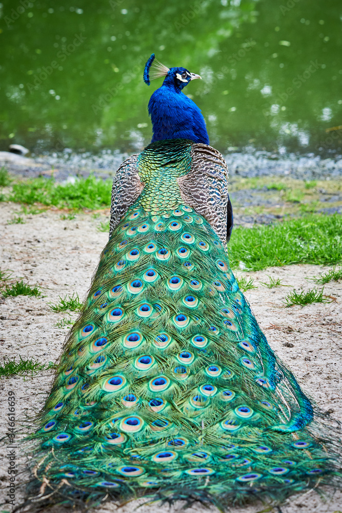 Obraz premium Indian peafowl closeup (Pavo cristatus)