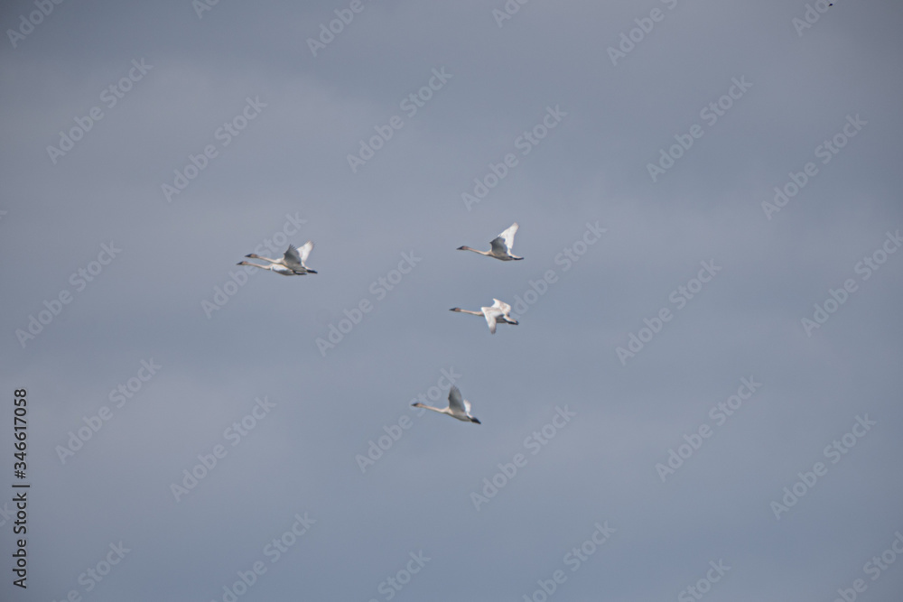 Trumpeter Swans on their annual migration from California to the Bering Sea off the coast of Alaska. Picture taken at one of their stop over points at Tagish in Yukon Territory, Canada.  Flying.