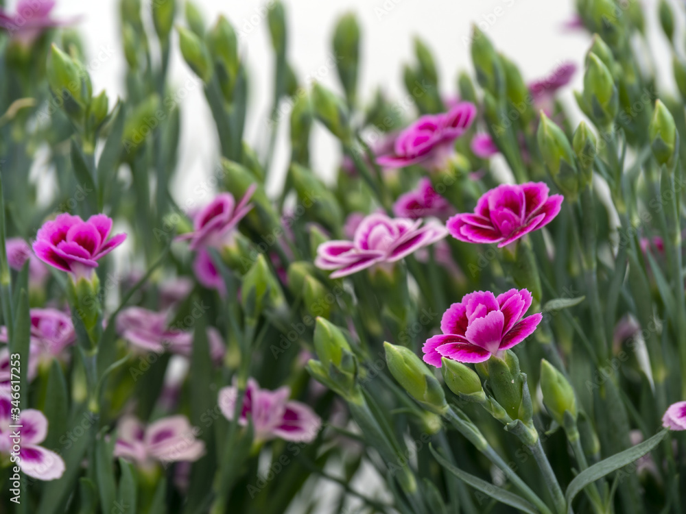 Fototapeta premium Dianthus blooming in the spring, decorative plant