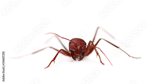 Desert ant, Cataglyphis bicolor isolated on white background © dule964
