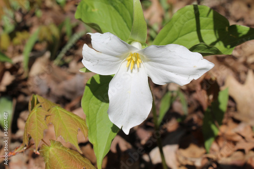 Large-flowered trillium at Harms Woods in Skokie, Illinois in bright sun photo