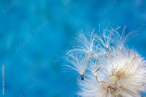 Dandelion seeds closeup on a blue background / Copy space for text