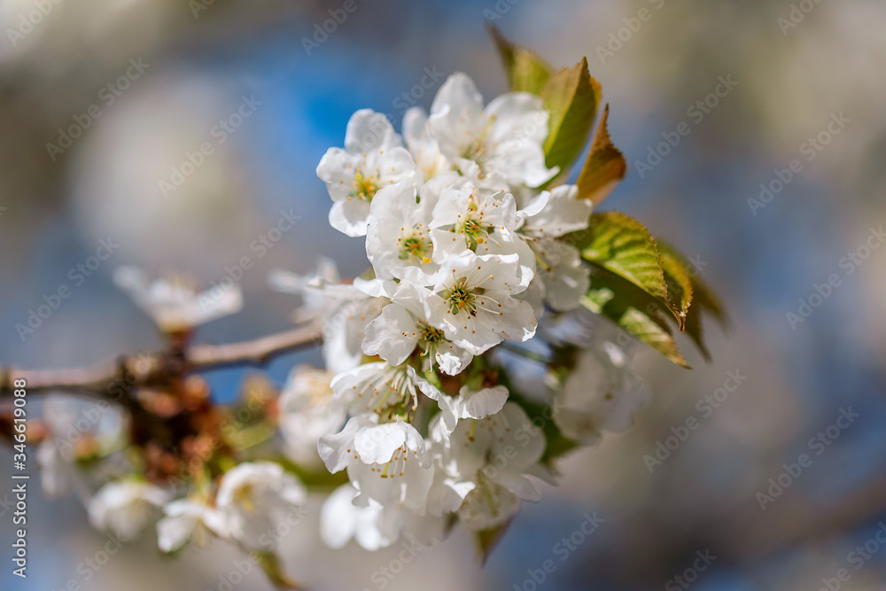 Flowering fruit tree