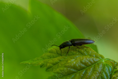 Kleiner Käfer auf einem Blatt © lexpixelart