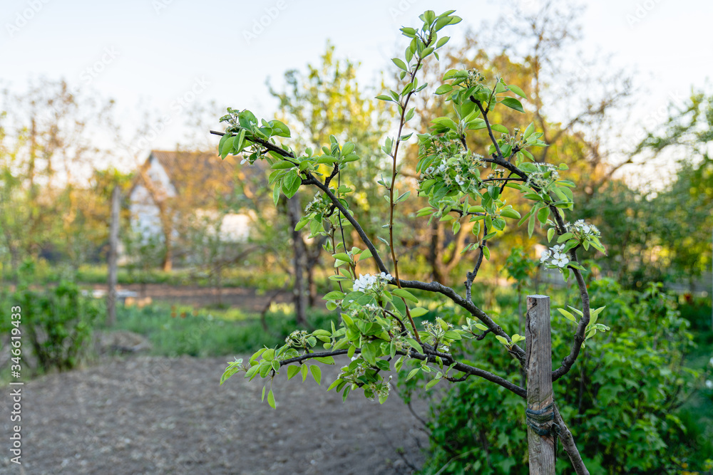 Blooming pear tree in the garden, spring time in the countryside