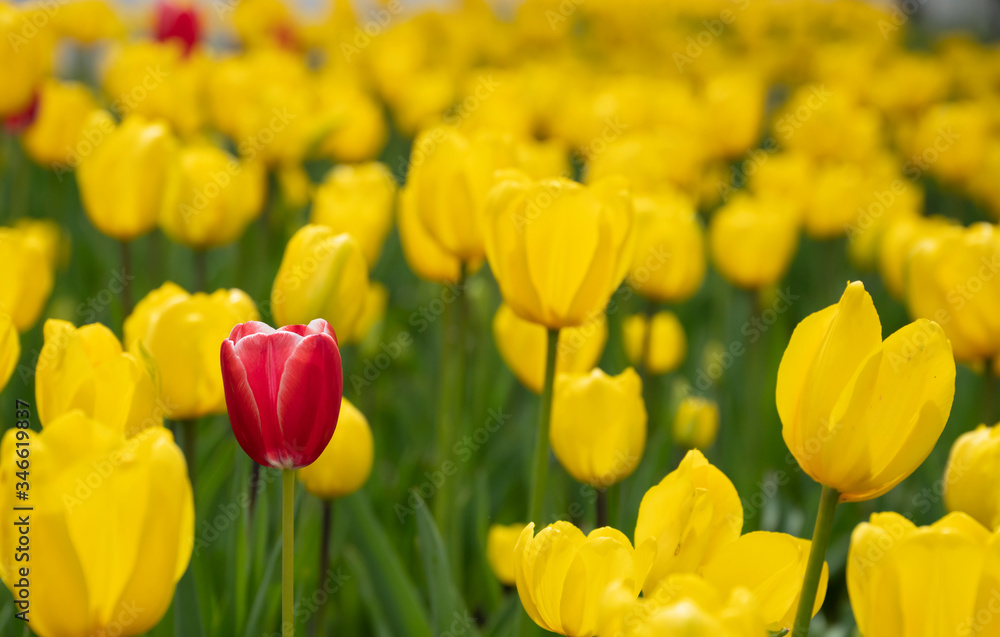 Yellow and red tulips bloomed in the spring.