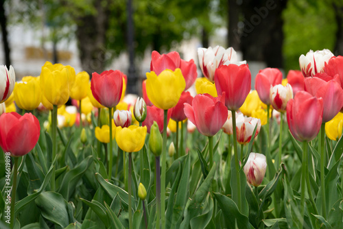 White  yellow  red  colorful tulips bloomed in spring.