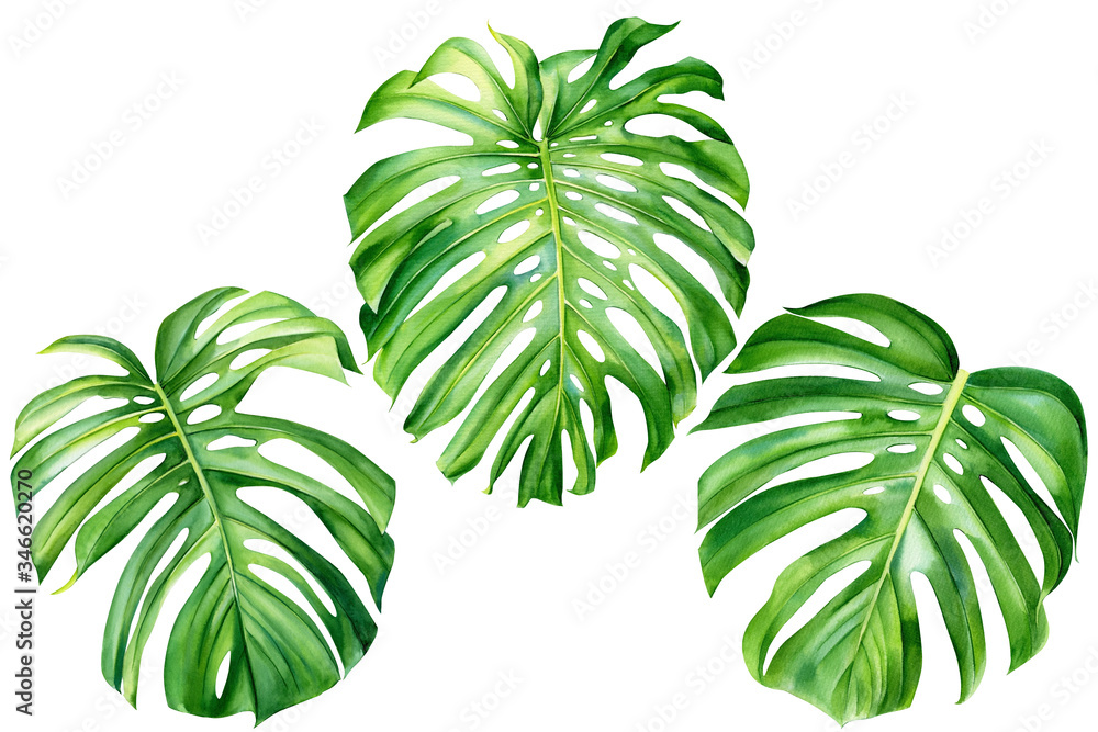 set of monstera leaves on an isolated white background, watercolor hand drawing
