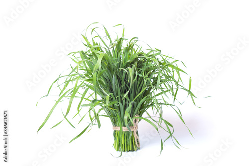A bunch of green grass on a white background. Green animal feed. The source of oxygen on earth.