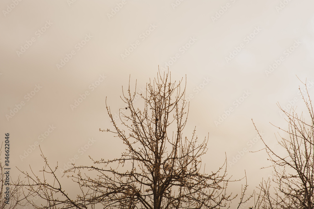Bare tree branches against the sky in the evening Bare tree branches against the sky in the evening
