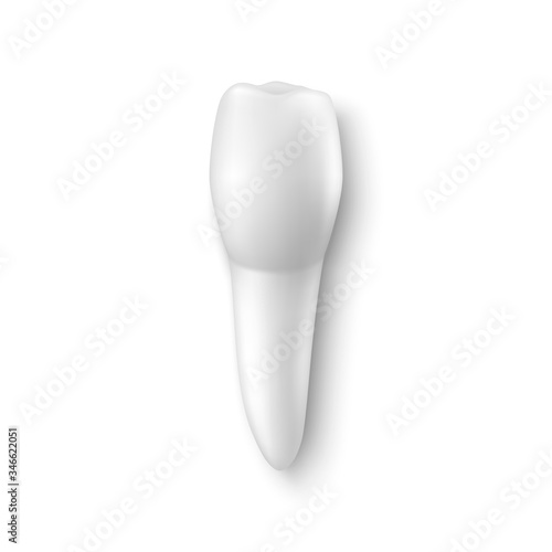 Fototapeta Naklejka Na Ścianę i Meble -  Vector 3d Realistic Tooth Icon Closeup Isolated on White Background. Dental, Medicine and Health Concept, Design Template. Top View