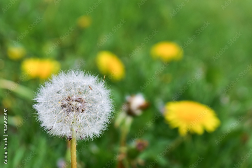 Fluff of dandelions with dandelions flowering in a background. Fluff of dandelions with dandelions flowering in a background.