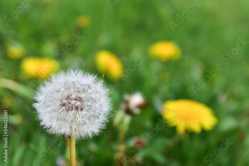 Fluff of dandelions with dandelions flowering in a background.