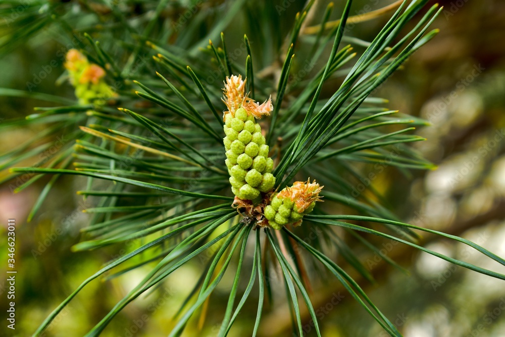 Young green cones on tops of pine twigs growing in between long green needles. Young green cones on tops of pine twigs growing in between long green needles.