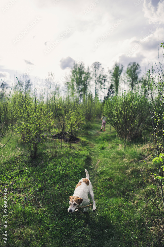 Obraz premium dog runs through the woods