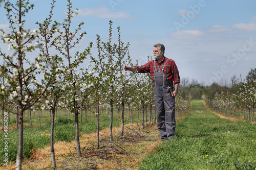 Agronomist or  farmer examining and touching blossoming cherry trees in orchard