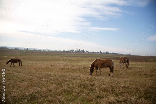 Horses in the field