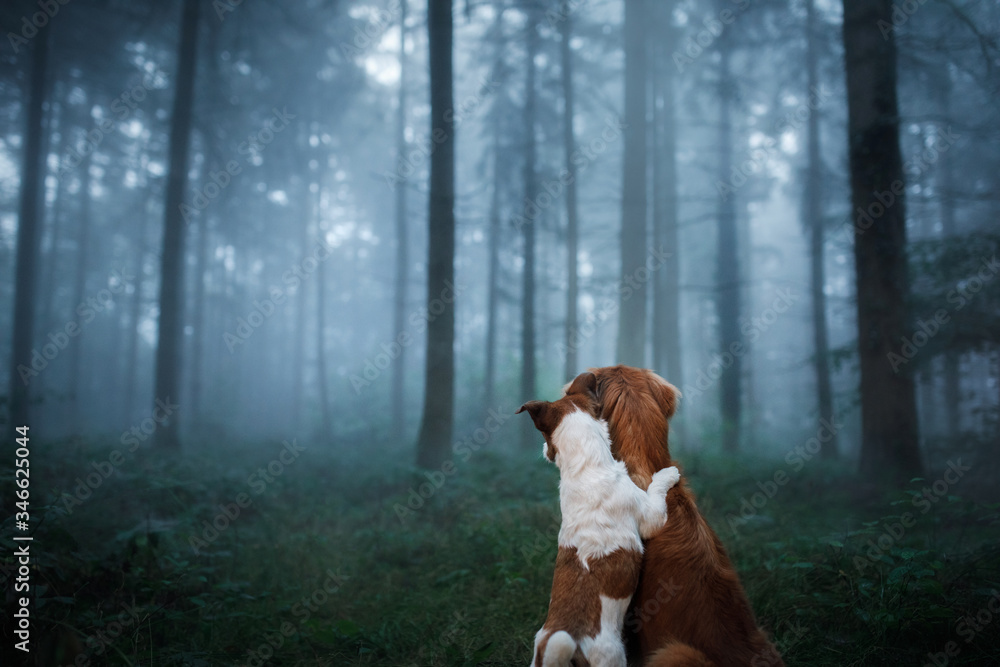 dog in a foggy forest. Pet on the nature. red Nova Scotia Duck Tolling Retriever and jack russell terrier