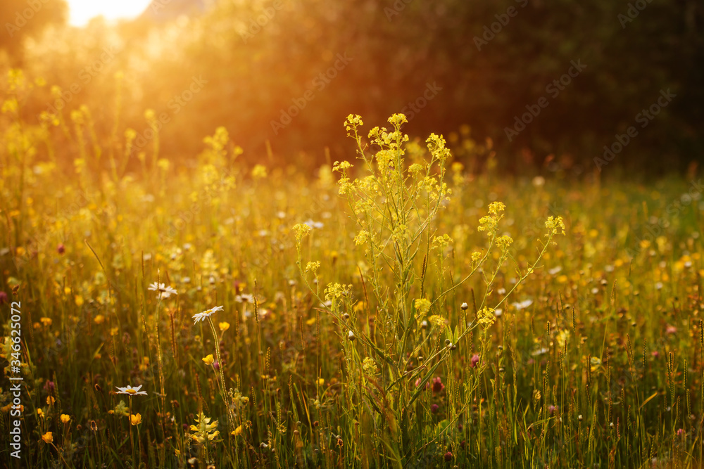 Flowers on the sun-filled meadow.  Sunlight of sunset.