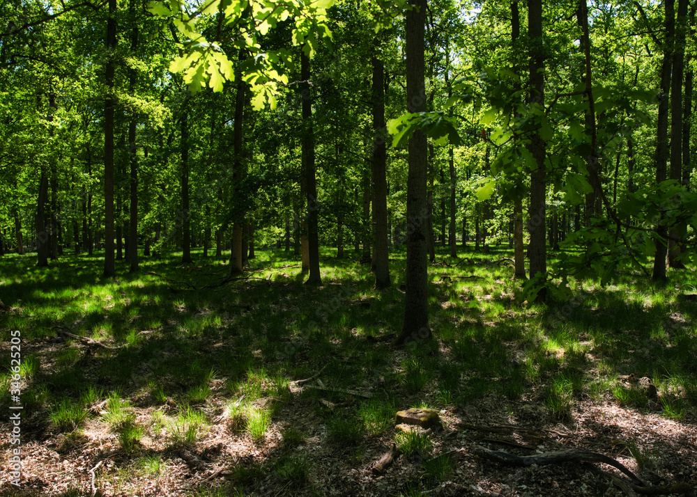 Wald Wald