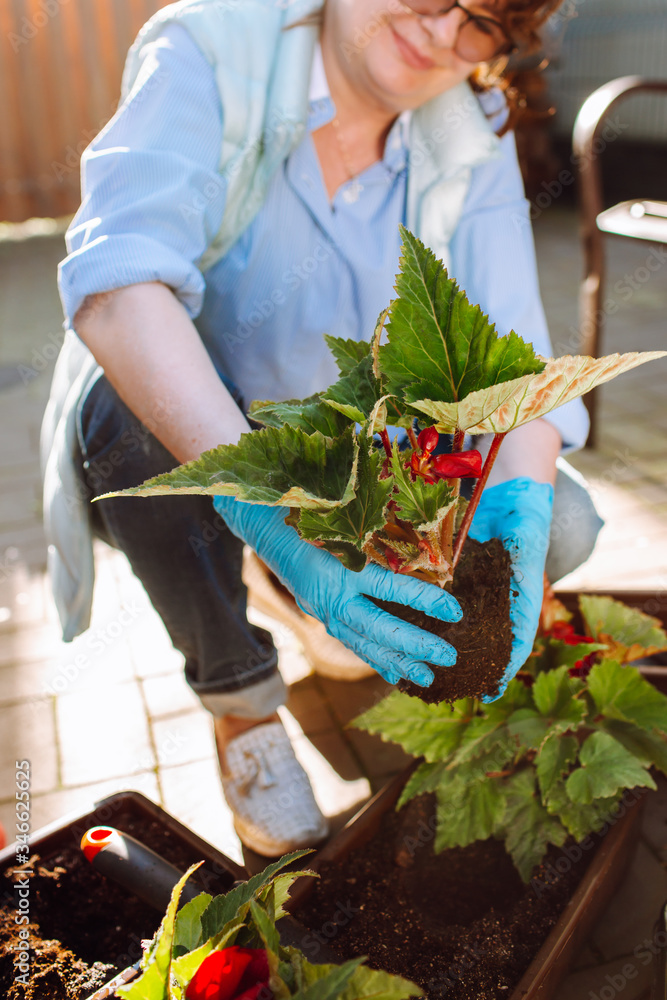 Naklejka premium Gardeners hands planting flowers in pot with dirt or soil at back yard. An elderly woman is planting flowers in her house.