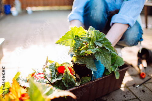 Billede på lærred Gardeners hands planting flowers in pot with dirt or soil at back yard