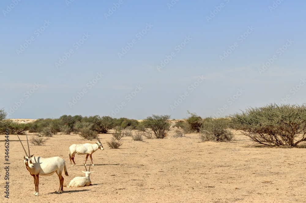Oryx, symbole du Qatar