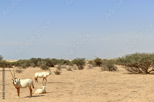 Oryx  symbole du Qatar