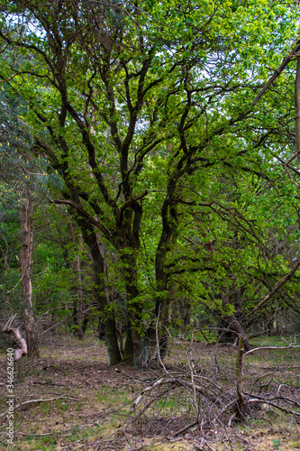 Close up shot of big old tree