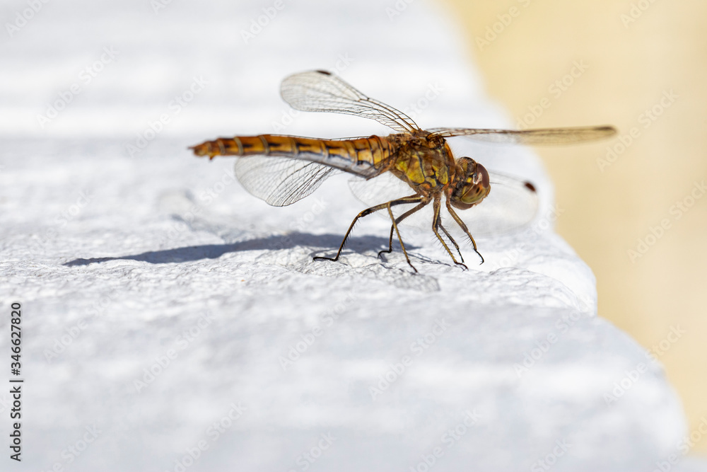 Macro stacking close up of a golden orange dragonfly resting on a white painted brick wall Macro stacking close up of a golden orange dragonfly resting on a white painted brick wall