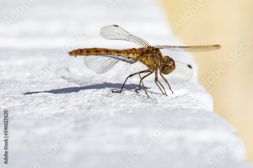Macro stacking close up of a golden orange dragonfly resting on a white painted brick wall