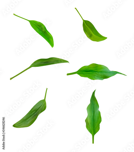 Green leaf isolated on white background 