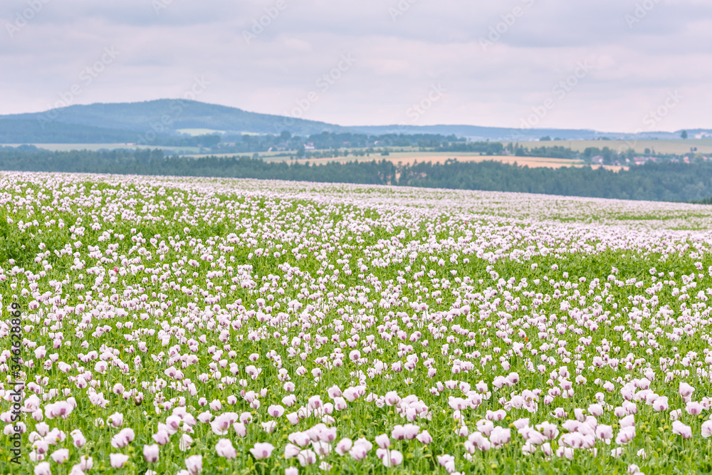 Beautiful and colorful field of white poppy flowers Beautiful and colorful field of white poppy flowers