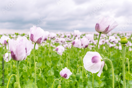 Fototapeta Naklejka Na Ścianę i Meble -  Beautiful and colorful field of white poppy flowers