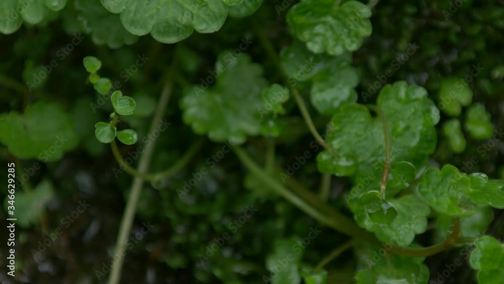 水辺の植物 水辺の植物