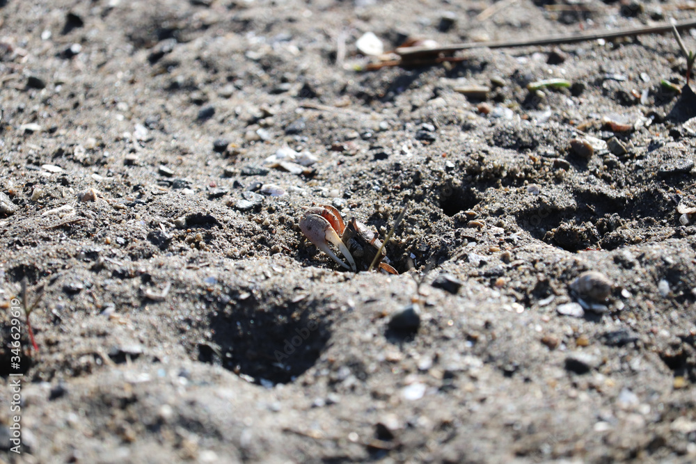 Fiddler crab emerging from hole in marshy sand at low tide Fiddler crab emerging from hole in marshy sand at low tide