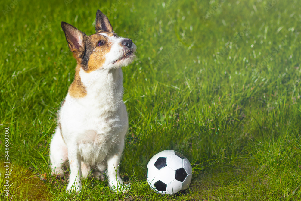 Happy dog sits on green grass, looks at the top. Pet, Funny puppy sits in front of a soccer ball, copy space Happy dog sits on green grass, looks at the top. Pet, Funny puppy sits in front of a soccer ball, copy space