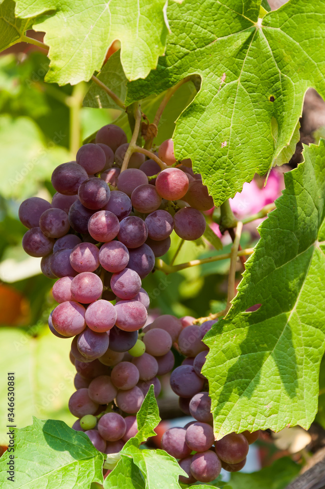 Close-up of red grapes on the vine